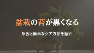 盆栽 苔　黒くなる