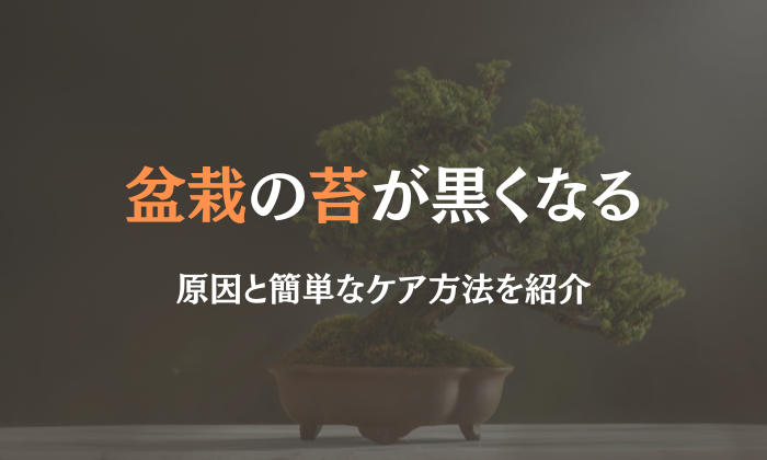 盆栽 苔　黒くなる