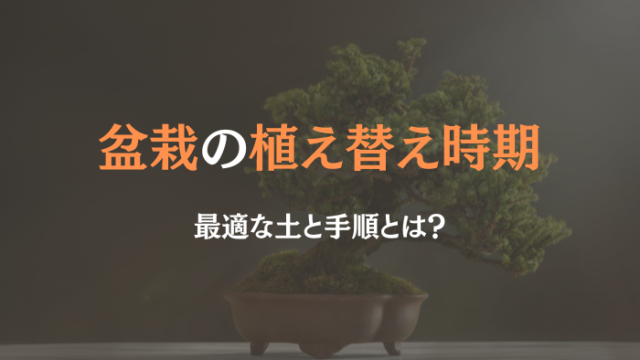 盆栽 植え替え 時期