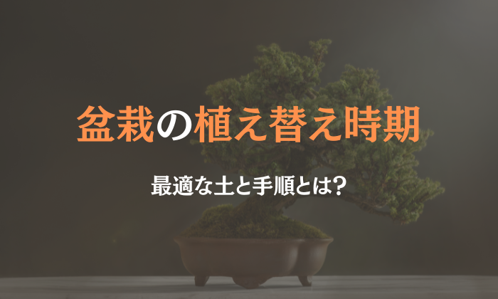 盆栽 植え替え 時期