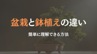 盆栽　鉢植えの違い