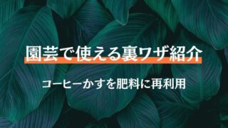 園芸　コーヒーかす　肥料