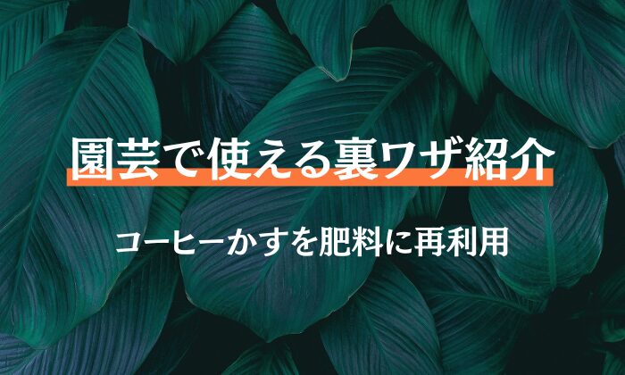 園芸　コーヒーかす　肥料