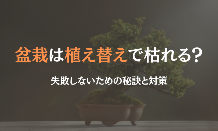 盆栽 植え替え 枯れる