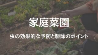 家庭菜園 バジル 虫