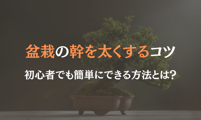 盆栽 幹を太くする