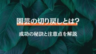 園芸 切り戻しとは