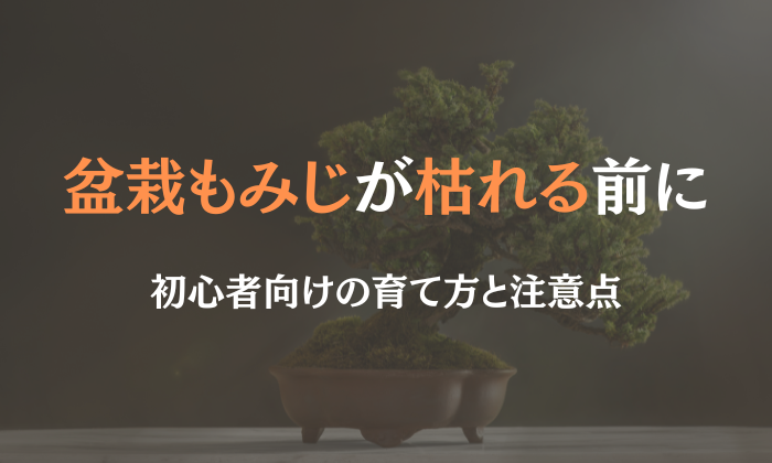 盆栽 もみじ 枯れる