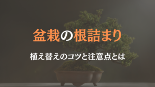 盆栽 根詰まり