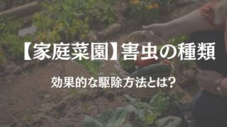 家庭菜園 害虫 種類