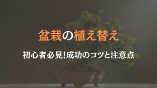 盆栽 植え替え