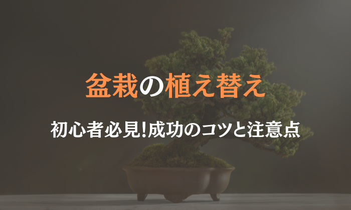 盆栽 植え替え